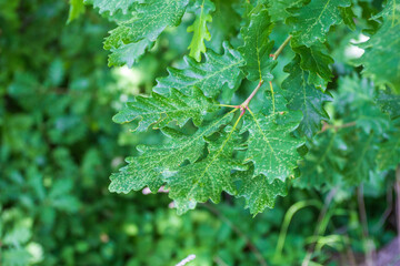 dechromation of oak leaves is yellowing or browning caused by pests, nutritional disorders, fungal diseases and genetic factors.