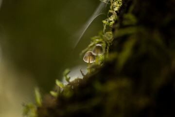 macro fungi