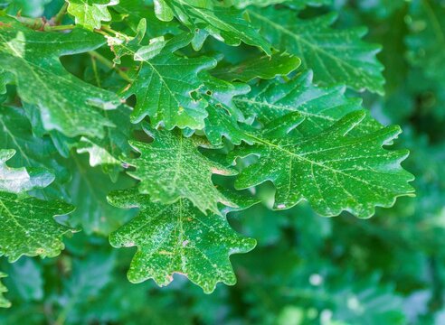 Dechromation Of Oak Leaves Is Yellowing Or Browning Caused By Pests, Nutritional Disorders, Fungal Diseases And Genetic Factors.