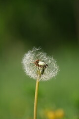 Close up of a dandelion flower