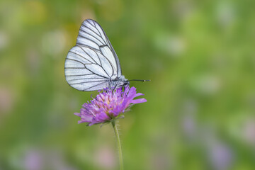 Black-veined white butterfly (Aporia crataegi) visits a field scabious.