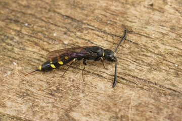 Closeup on a , Common European sapygid wasp, Sapyga clavicornis a parasite on solitary bees, sitting on wood