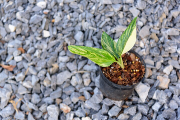 Monstera standleyana aurea variegated in the pot 
