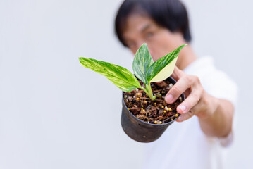 Monstera standleyana aurea variegated in the pot 