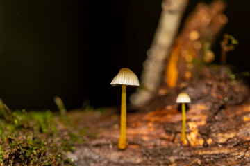 mushrooms in the forest