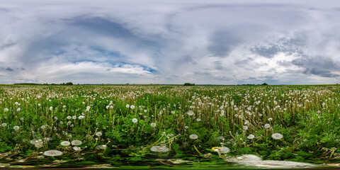 full seamless spherical 360 hdri panorama view among dandelions fields in spring day with overcast...