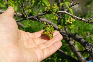Naklejka na ściany i meble Plums fruit damaged by Hoplocampa minuta. It is an important pest of plums in orchards and gardens