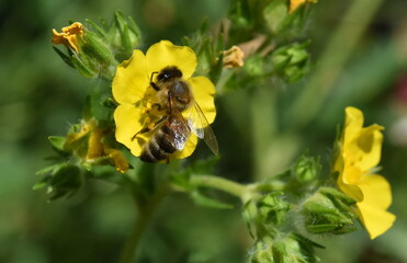 Biene auf einer Fingerkraut-Bl&uuml;te