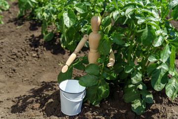 Green organic potato growing in the garden on a vegetable farm. Healthy food in your own kitchen garden.