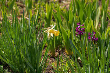 Narcissus flowers in gardens bloom in spring. Daffodils in a sunny spring garden