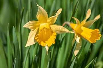 Narcissus flowers in gardens bloom in spring. Daffodils in a sunny spring garden