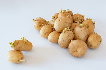 Set of potatoes full of sprouts on a white background. Concept of toxic vegetables and unhealthy food.