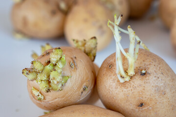 Close up of potatoes full of sprouts on a white background. Concept of toxic vegetables and...