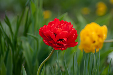Tulips are bright red, delightful flowers in the garden. Photos on a sunny summer day.