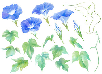 夏の花。青色のアサガオの水彩イラスト。パーツセット。