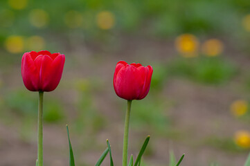 Fototapeta premium Tulips are bright red, delightful flowers in the garden. Photos on a sunny summer day.