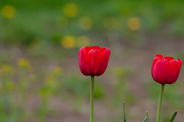 Obraz premium Tulips are bright red, delightful flowers in the garden. Photos on a sunny summer day.