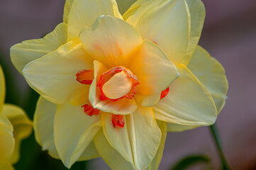 Narcissus flowers in gardens bloom in spring. Daffodils in a sunny spring garden