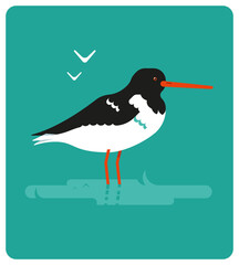 Huitrier pie, pie de mer