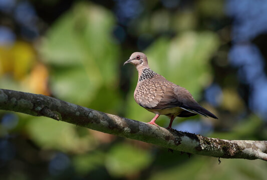 Spotted dove.spotted dove is a small and somewhat long-tailed pigeon that is a common resident breeding bird across its native range on the Indian subcontinent and in Southeast Asia.
