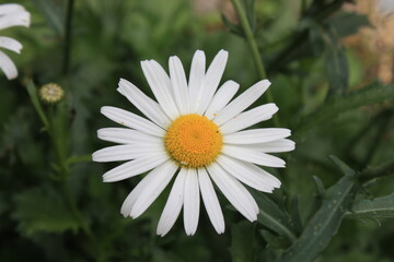 Fototapeta premium 花