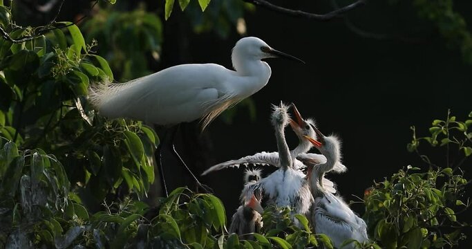 chongqing yangtze river ecological reserve egrets reproduction