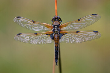 Four Spotted Chaser Dragonfly (Libellula quadrimaculata) sparkling in the early morning light
