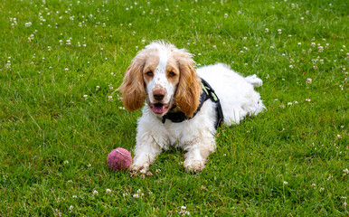 Cocker Spaniel with ball