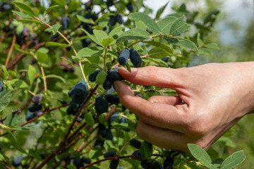 Harvesting berries. Woman's hand harvest blue honeysuckle.