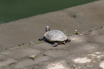 石畳の上で日光浴をするアカミミガメ