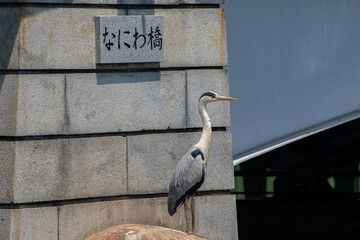 なにわ橋の看板の前で佇むアオサギ