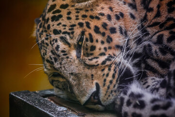 Fototapeta na wymiar Leopard.