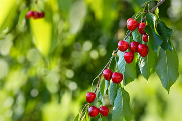 ripe red cherries hanging on branch in garden