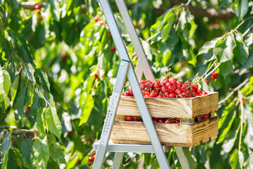 ripe cherries in wooden crate on ladder outdoors © alter_photo