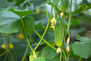 cucumbers growing on a branch in greenhouse
