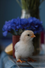 easter chicken with flowers