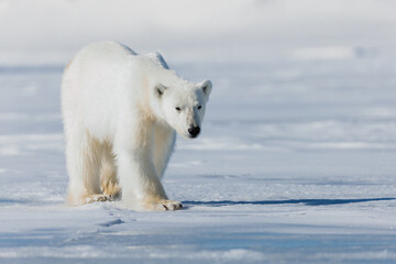 Fototapeta na wymiar Shot in Svalbard may 2022