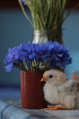 chick and blue flowers