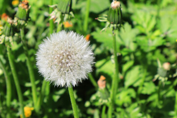 Close up view of faded dandelion