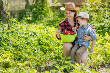 young woman farmer with child boy harvesting strawberry on plantation