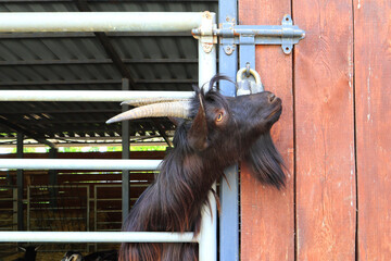 Goat portret in zoological garden of Kyiv, Ukraine
