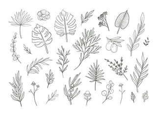 Beautiful hand drawn florals. Leaves and flowers line art isolated on white, vector illustration. 