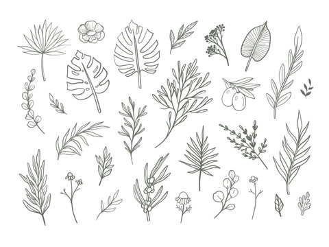 Beautiful hand drawn florals. Leaves and flowers line art isolated on white, vector illustration. 