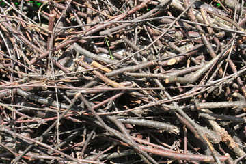 Dry tree branches. Macro.