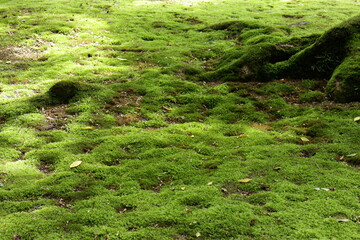 地面の苔類。日本庭園の中にある林にて。