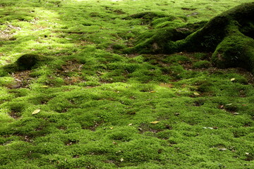 地面の苔類。日本庭園の中にある林にて。