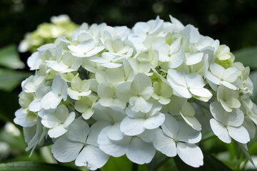 白い紫陽花の花