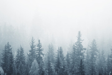 Obraz premium autumn fog landscape forest mountains, trees view mist