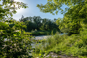 Fototapeta na wymiar Juicy greenery on the banks of the Olza River