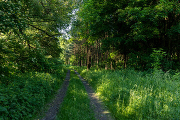 The forest in the sunlight at golden hour 